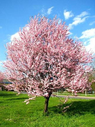Prunus Cerasifera Pisardii
