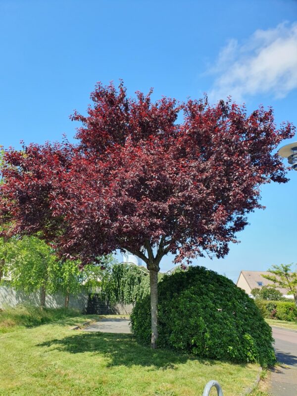 Prunus Cerasifera Pisardii - imagine 2