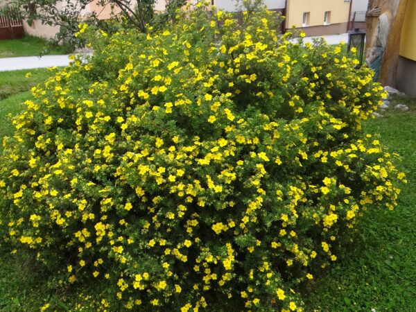 Potentilla Fruticosa Ssp.