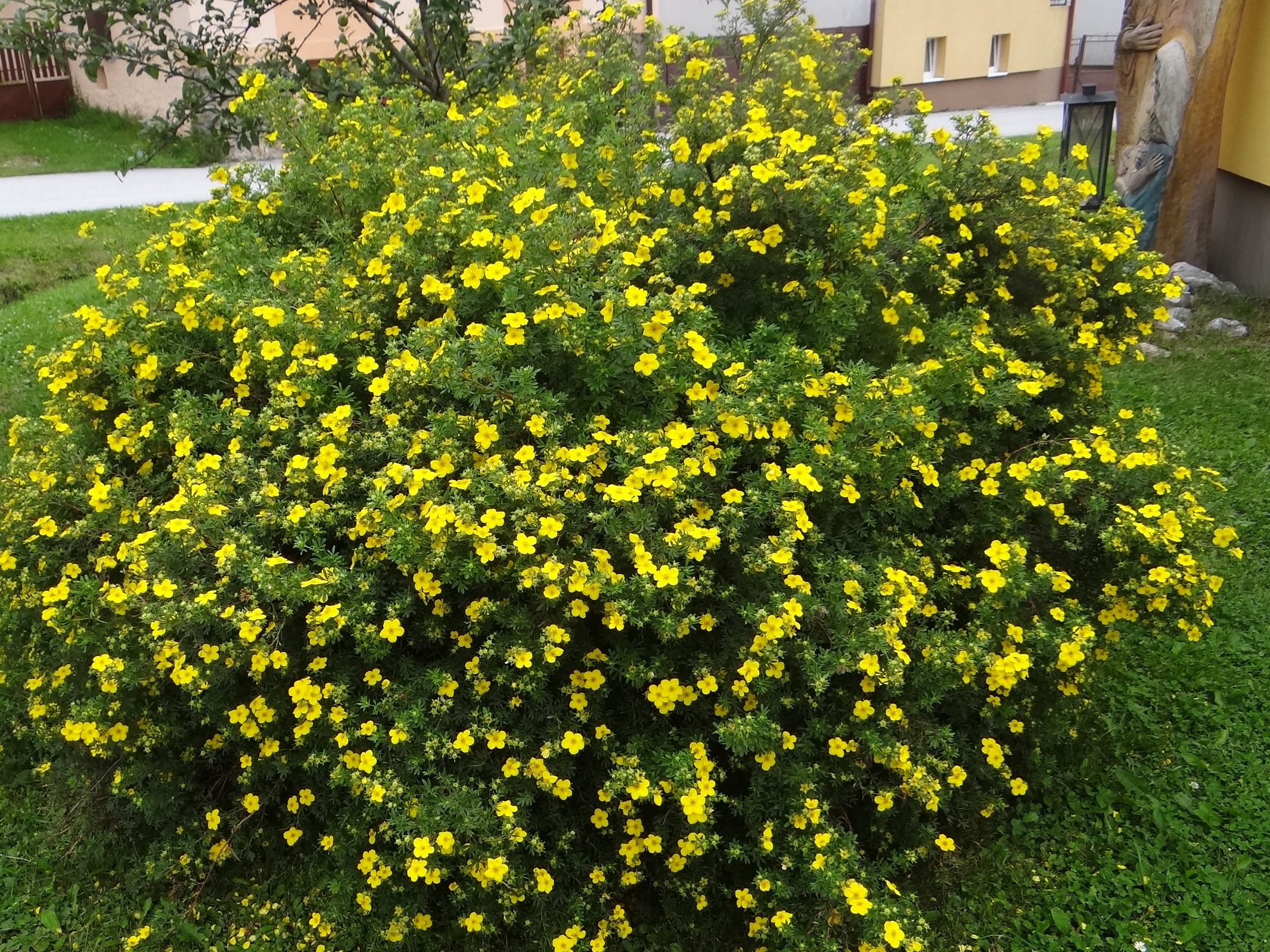 Potentilla Fruticosa Ssp.