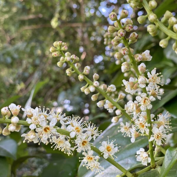 Prunus Laurocerasus - imagine 3