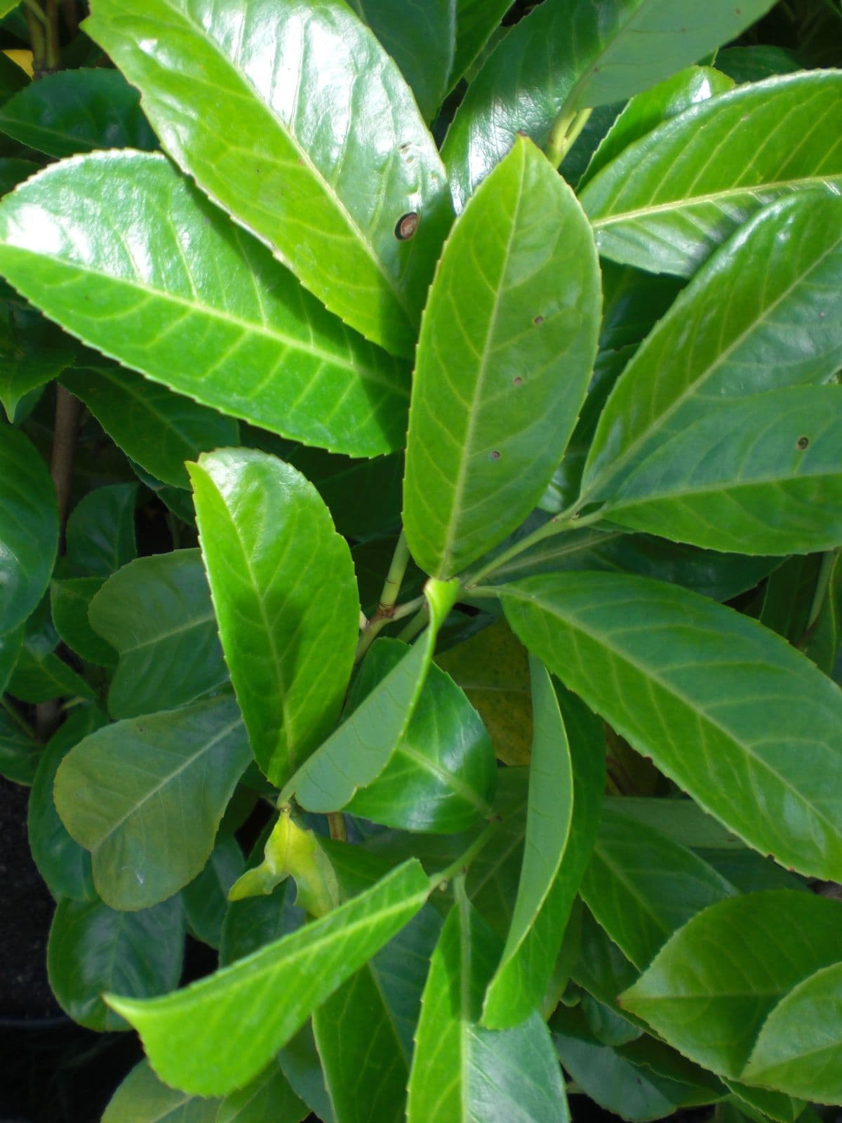 Prunus Laurocerasus