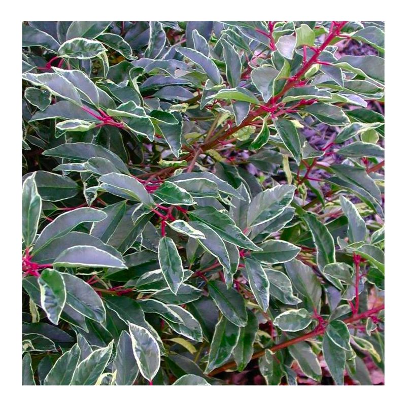 Photinia Fraseri Variegata