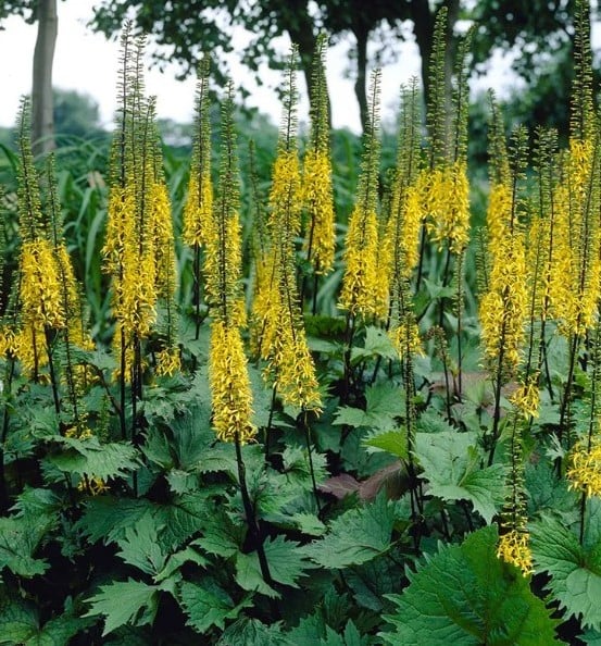 Ligularia Ssp.