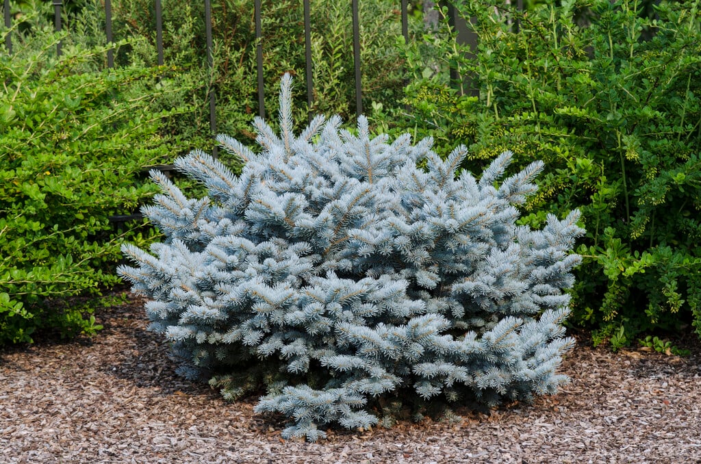Picea Glauca Globosa