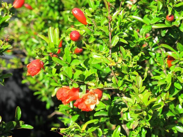 Punica Granatum