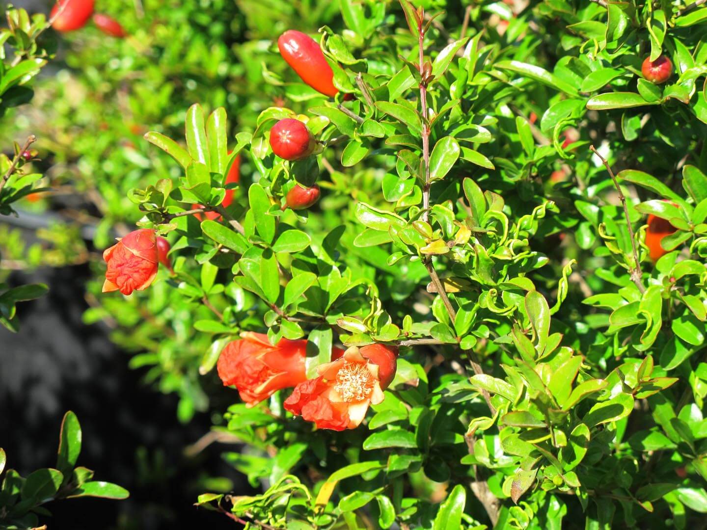 Punica Granatum