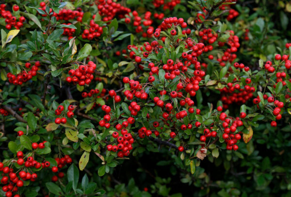 Pyracantha Spp. - imagine 2