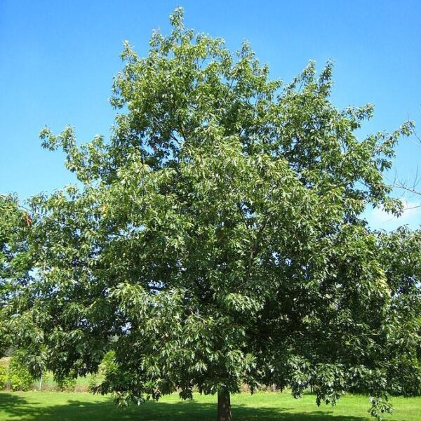 Quercus Rubra - imagine 2