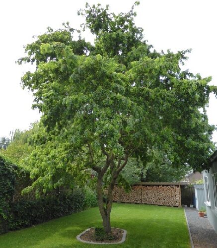 Robinia Tortuosa