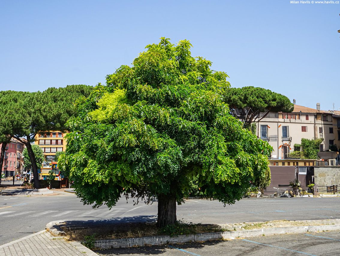 Robinia Pseudoacacia Umbraculifera