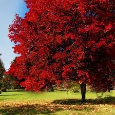 Acer Rubrum