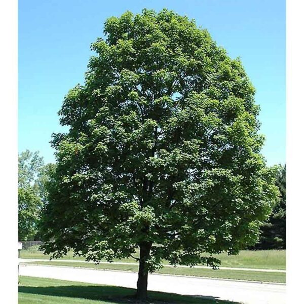 Acer Saccharinum