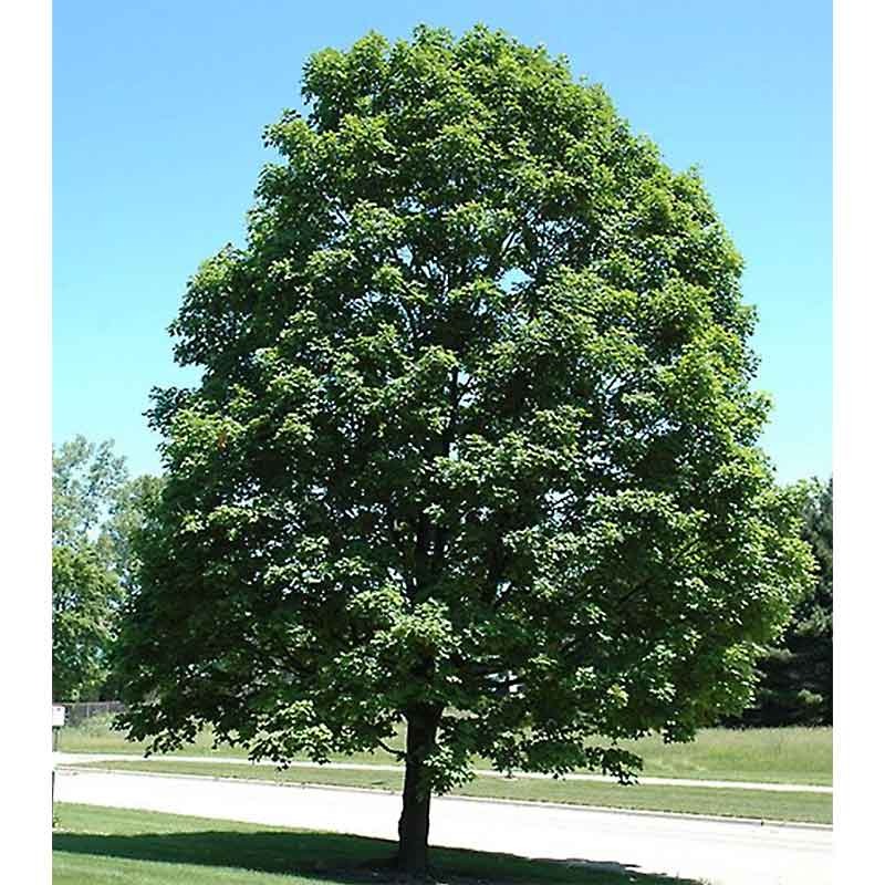 Acer Saccharinum