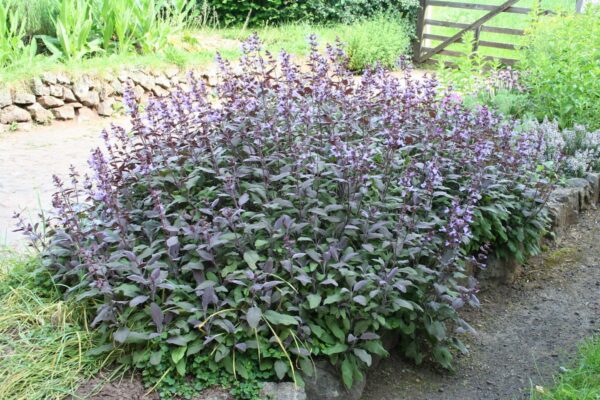 Salvia Officinalis Purpurascens - imagine 2