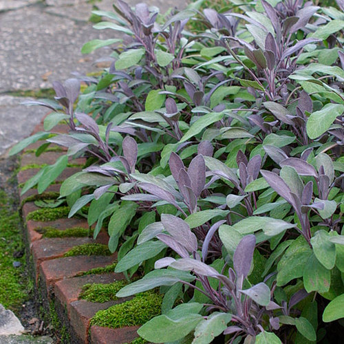 Salvia Officinalis Purpurascens