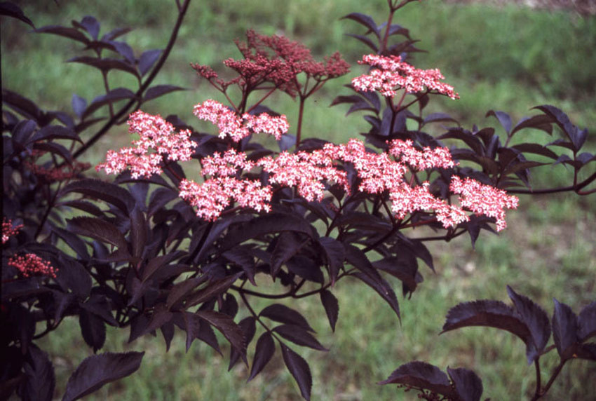Sambucus Nigra Gerda Black Beauty