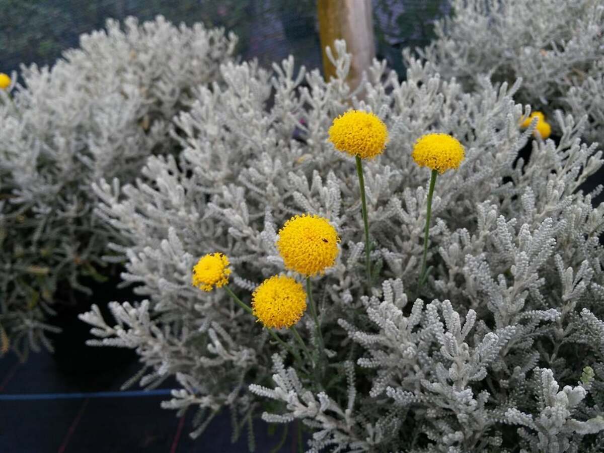 Santolina Chamaecyparissus
