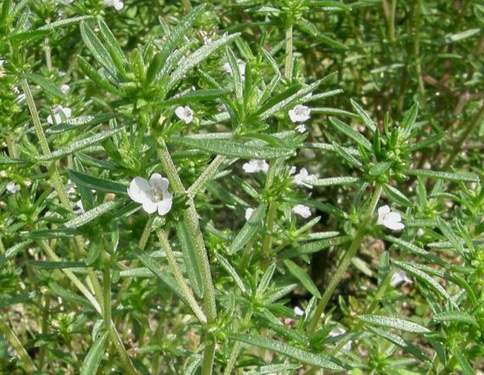 Satureja Hortensis
