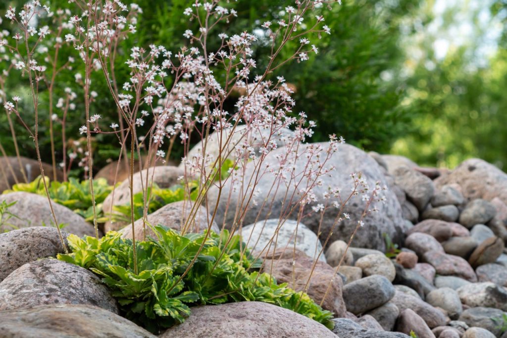 Saxifraga Arendsii Ssp.