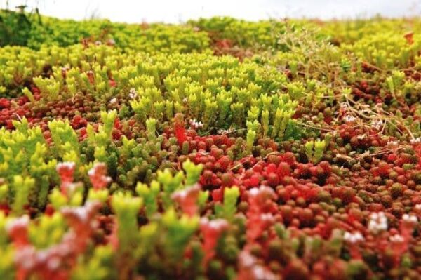 Sedum Ssp.