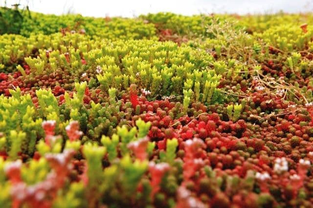 Sedum Ssp.