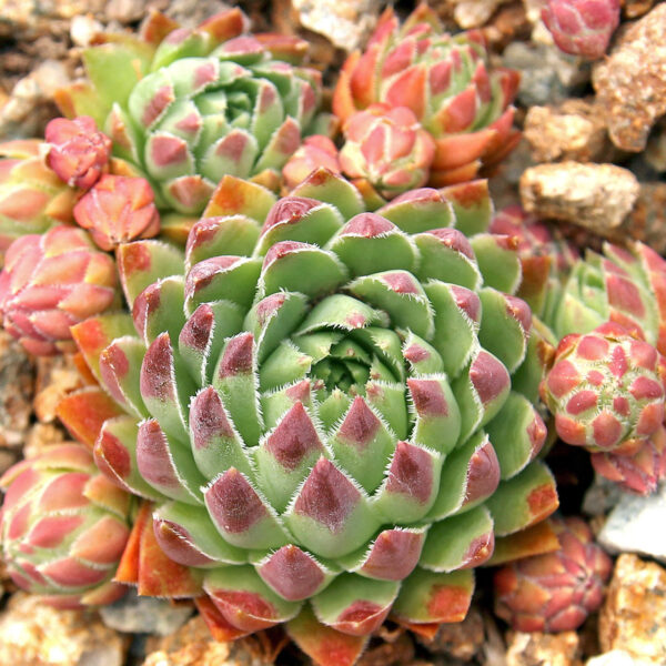 Sempervivum Ssp.