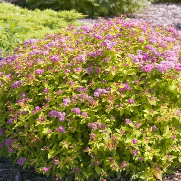 Spiraea Japonica Ssp.