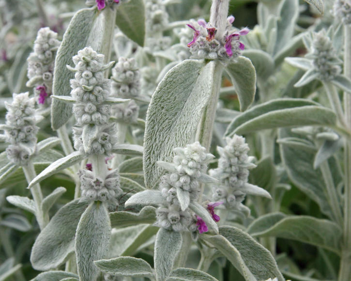Stachys Byzantina