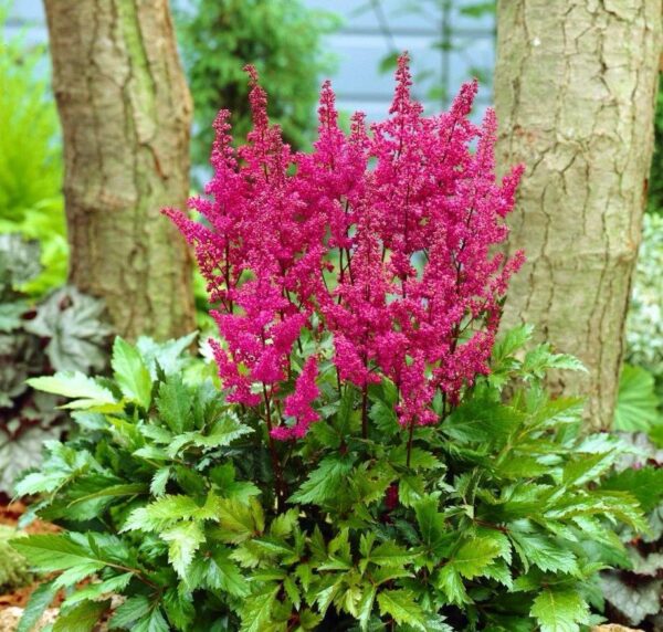 Astilbe Ssp. - imagine 2