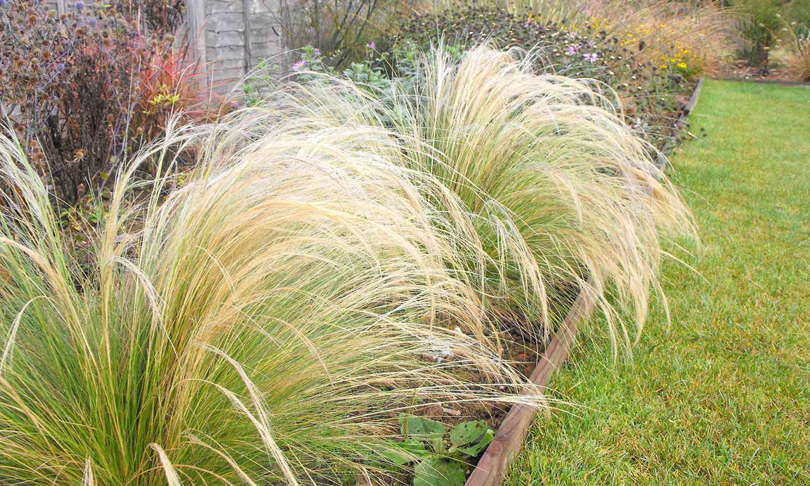 Stipa Tenuissima