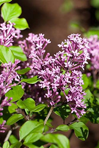 Syringa Meyeri Palibin