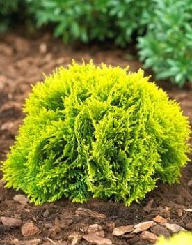 Thuja Occidentalis Mirjam