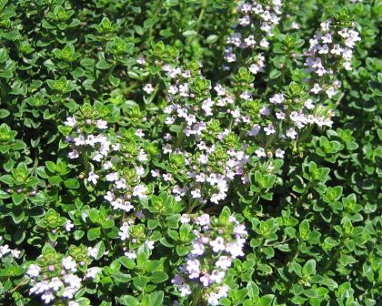 Thymus X Citriodorus Ssp.