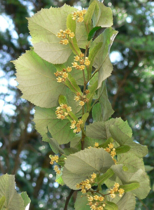 Tilia Tomentosa - imagine 2