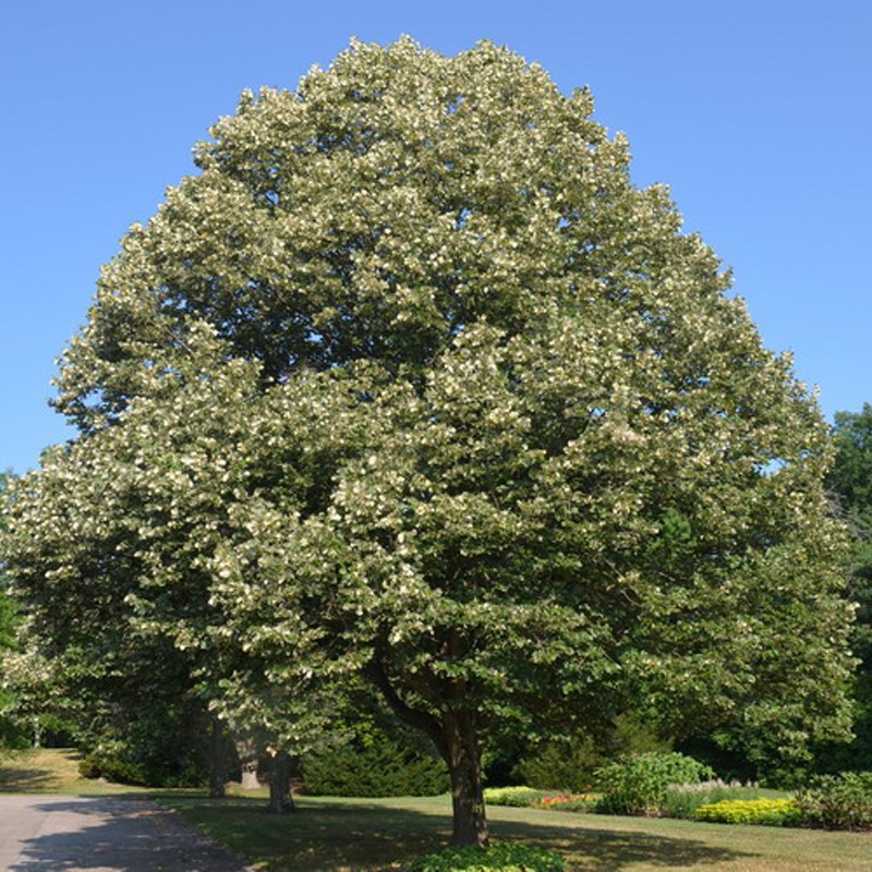 Tilia Tomentosa