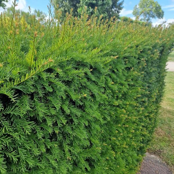 Taxus Baccata