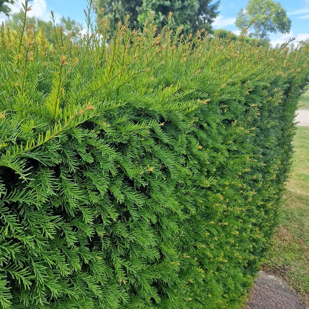Taxus Baccata