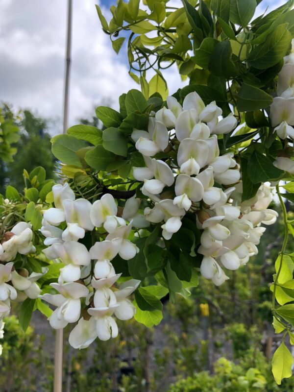 Robinia Tortuosa - imagine 2