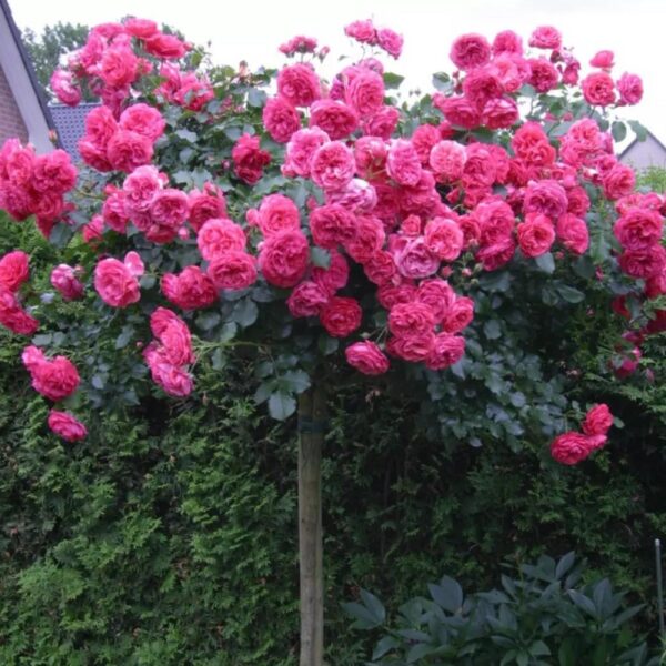 Rosa Ssp.