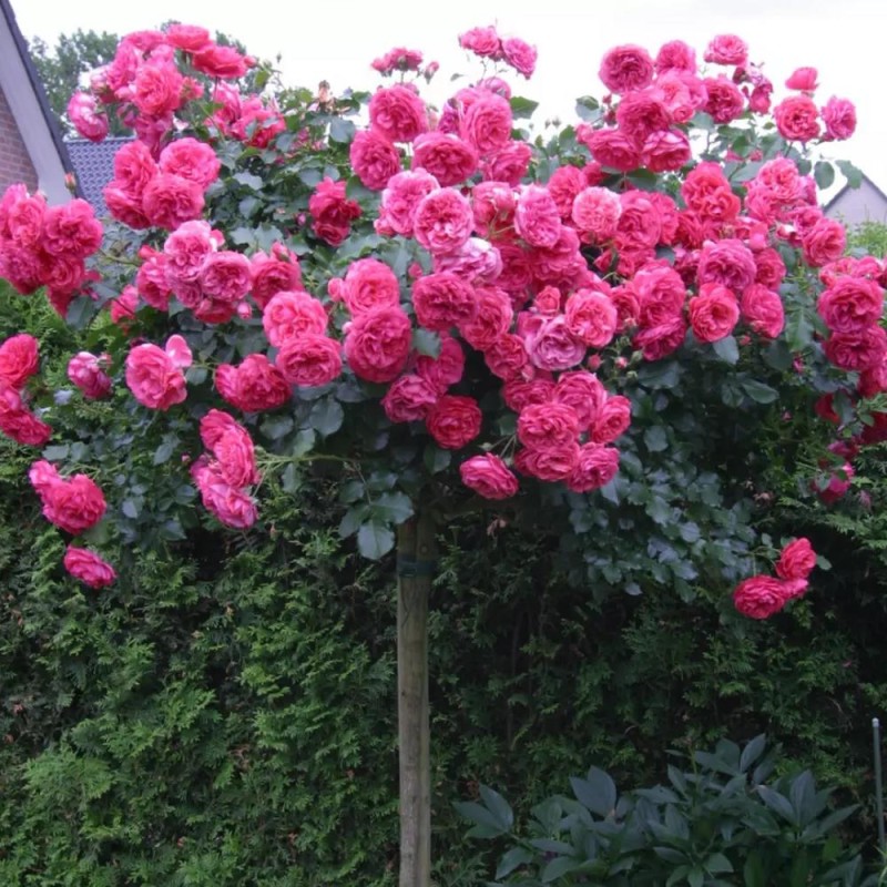 Rosa Ssp.