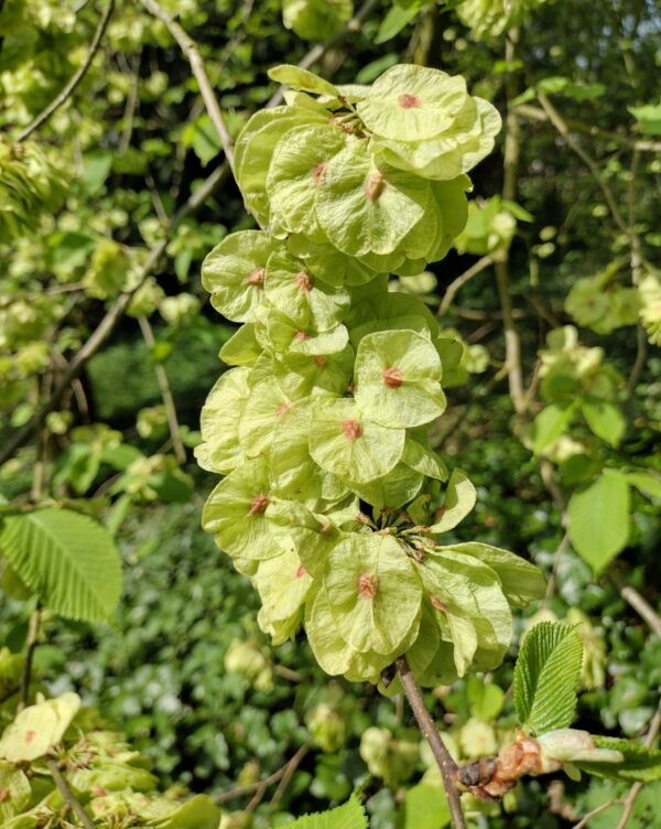 Ulmus Glabra Camperdownii - imagine 2
