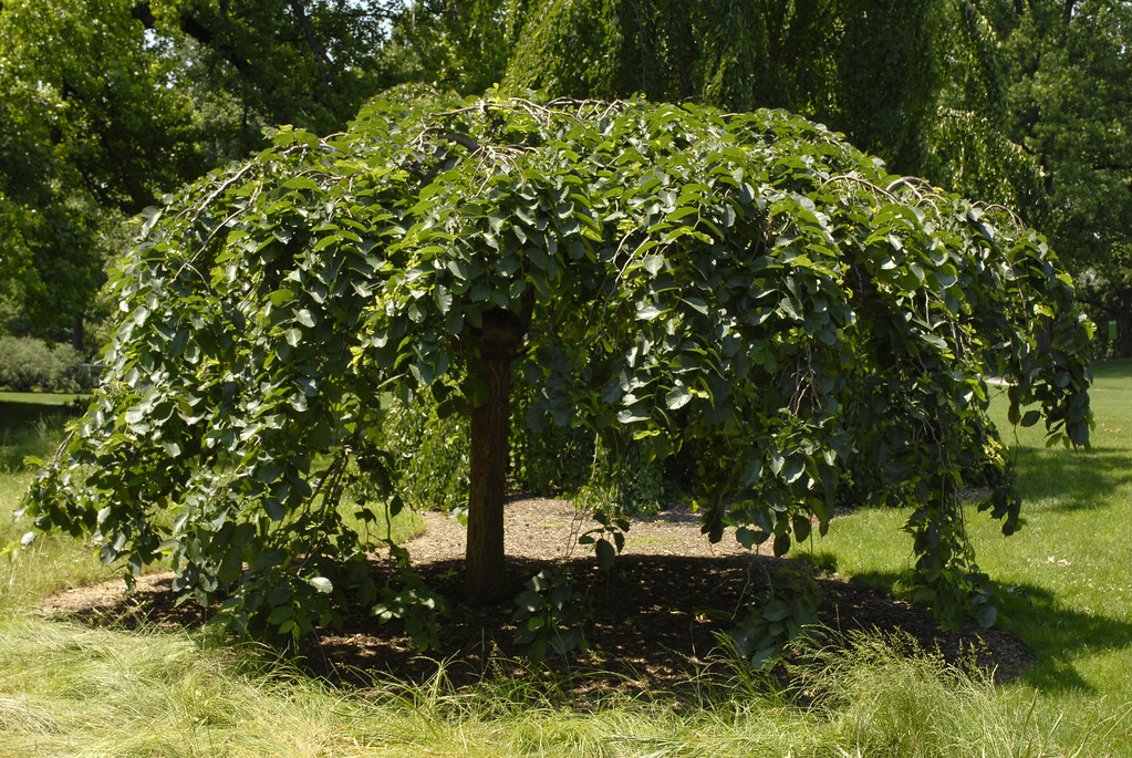 Ulmus Glabra Camperdownii