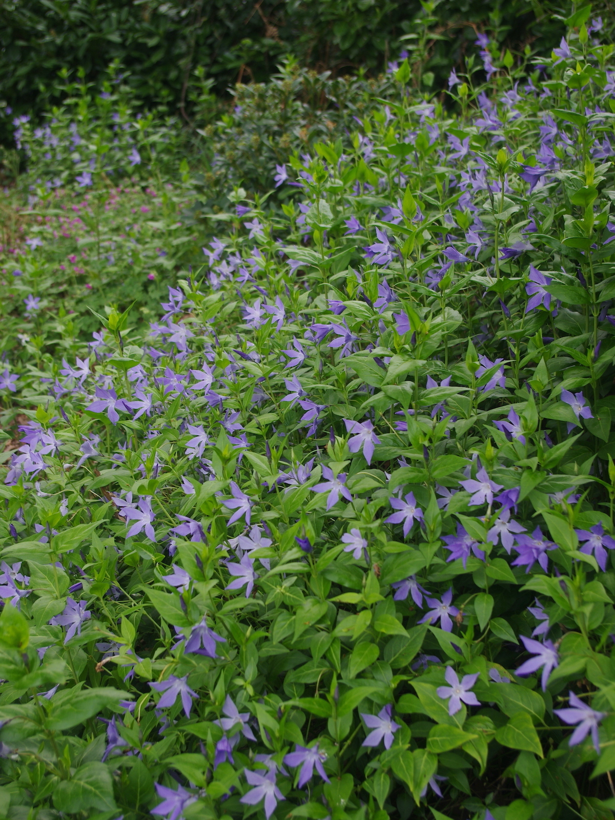 Vinca Minor Ssp.