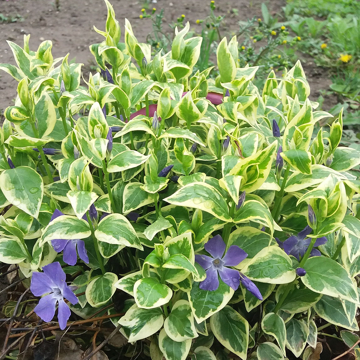 Vinca Major Variegata