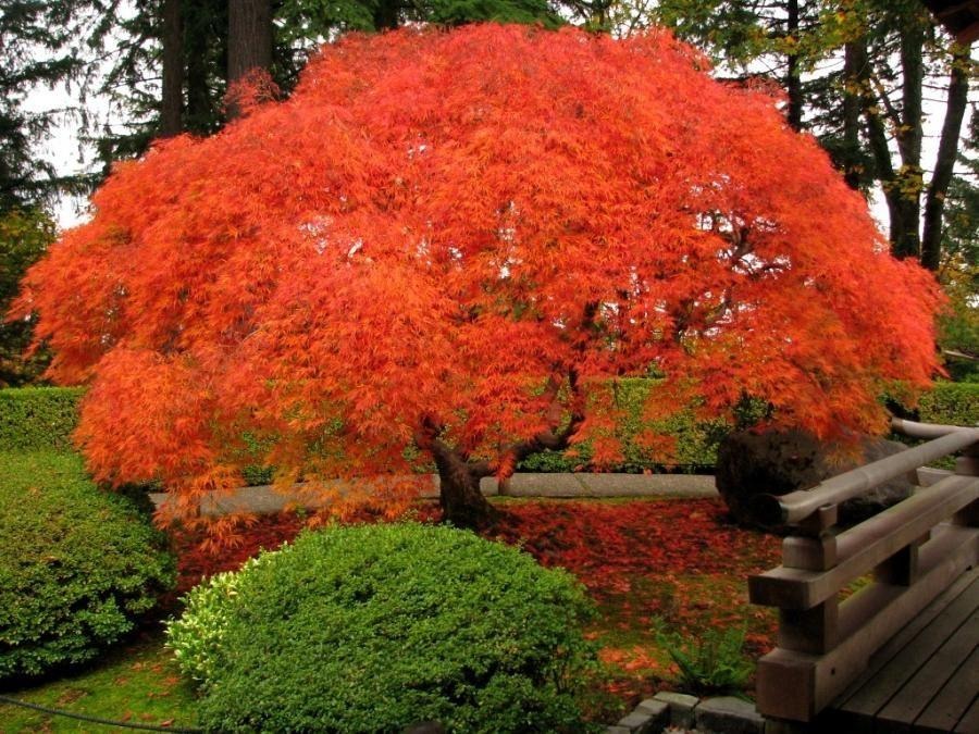 Acer Disectum Viridis