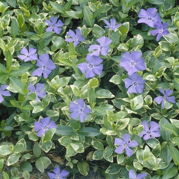 Vinca Major Variegata - imagine 2
