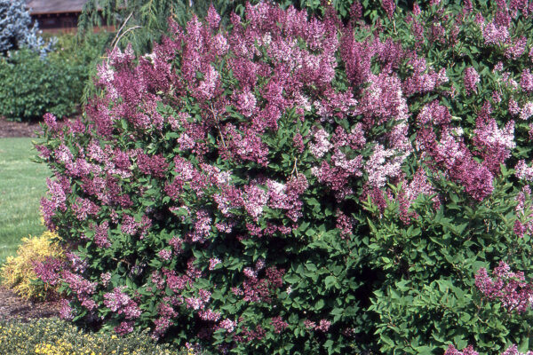 Syringa Vulgaris Ssp. - imagine 3