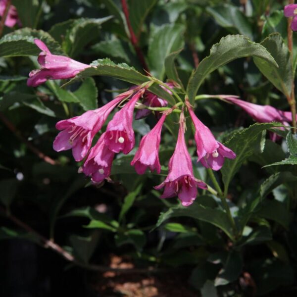 Weigela Florida Ssp. - imagine 2