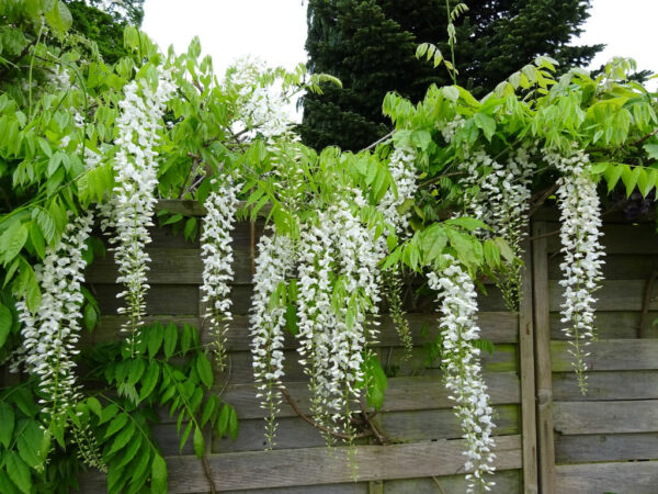 Wisteria Chinensis - imagine 2